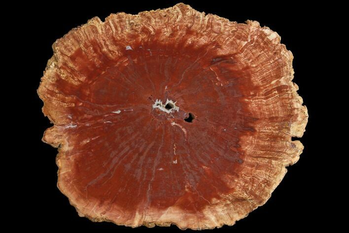 Petrified Horsetail (Calamites?) From Madagascar - Rare! #125679